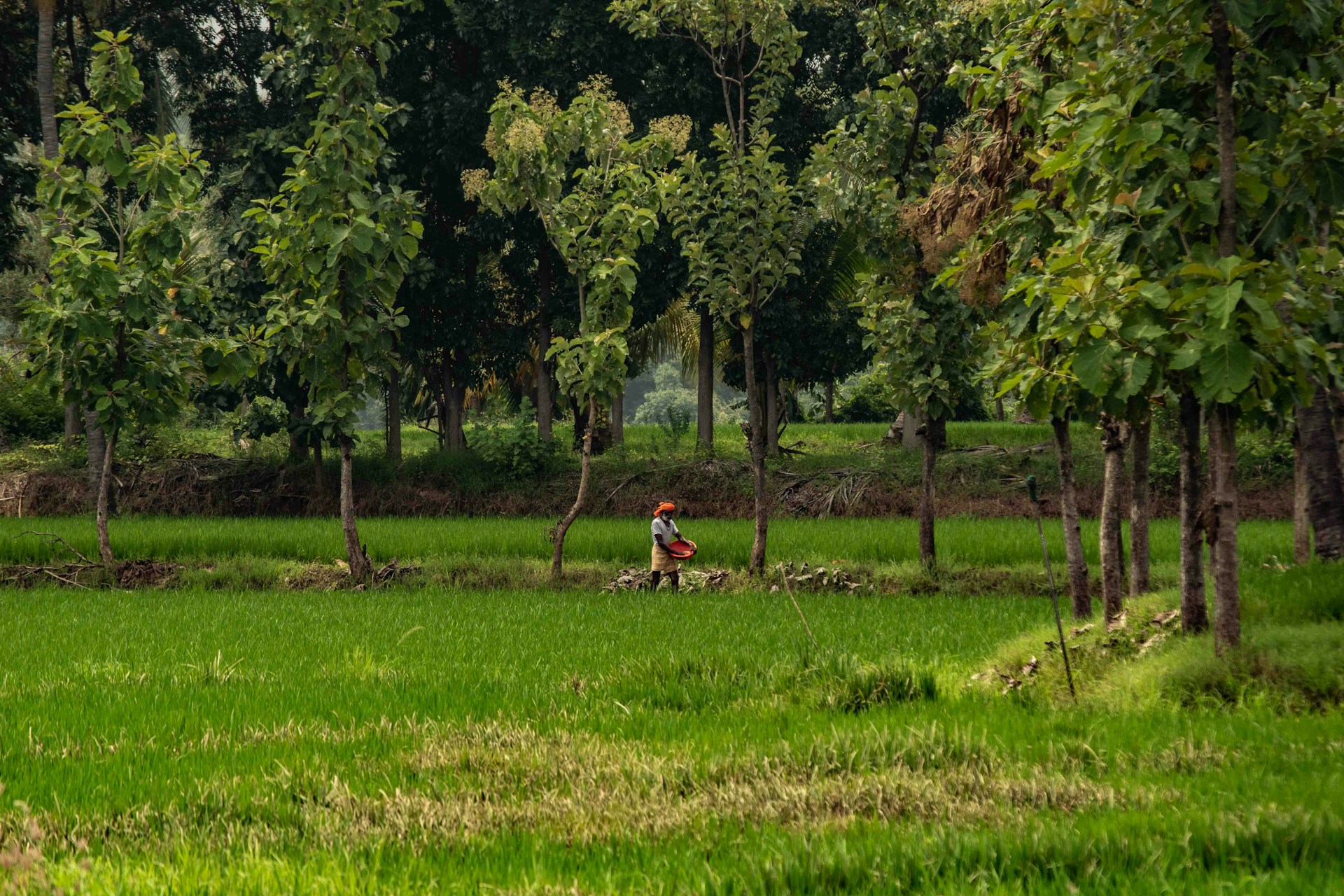 Indian farm landscape - ParamGold Agritech crop nutrition solutions